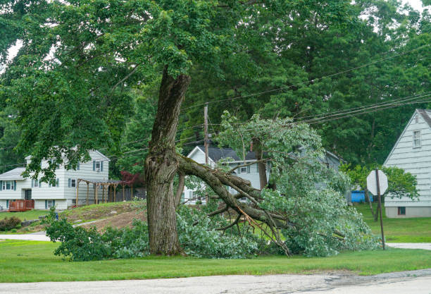 Tree Branch Trimming in Huntsville, AL